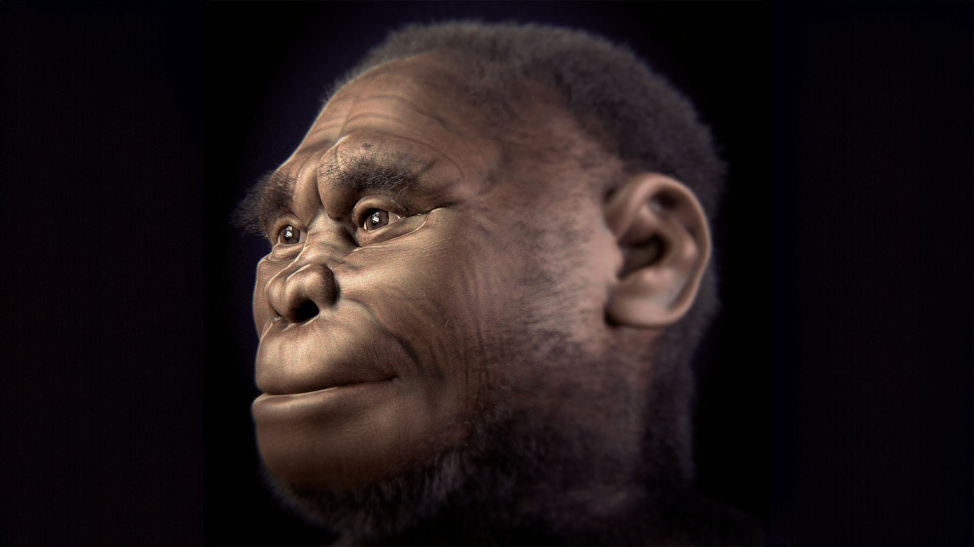 A partir de hace 61.000 años comenzó una sequía extrema que coincidió con la reducción de restos fósiles de H. floresiensis y su principal presa (Wikipedia)