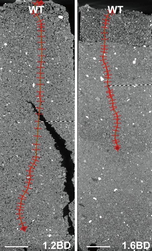 En la sección transversal, las raíces expuestas al suelo compacto muestran un desarrollo limitado en longitud frente a las raíces cultivadas en un sustrato no compactado, donde crecen más extensamente (University of Copenhagen)