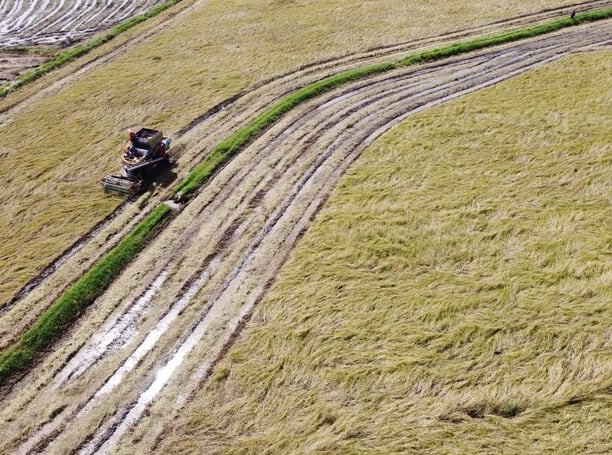 El uso intensivo de maquinaria agrícola favorece la formación de capas compactas en el suelo, disminuyendo la eficiencia del crecimiento radicular y afectando los cultivos (Freepik)
