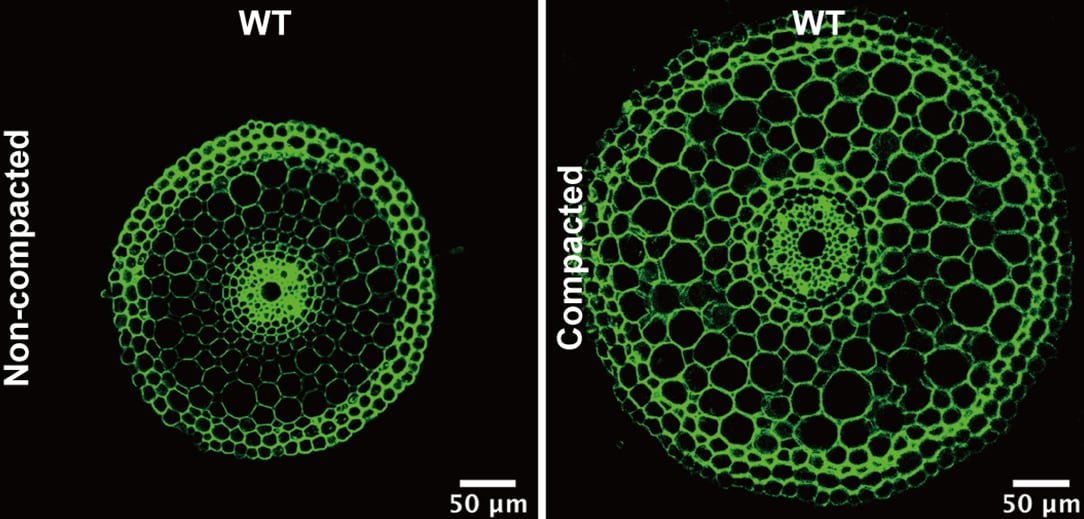 La imagen compara estructuras radiculares en suelos sueltos y compactados, evidenciando diferencias en el grosor de la corteza y la epidermis según la resistencia del sustrato (University of Copenhagen)