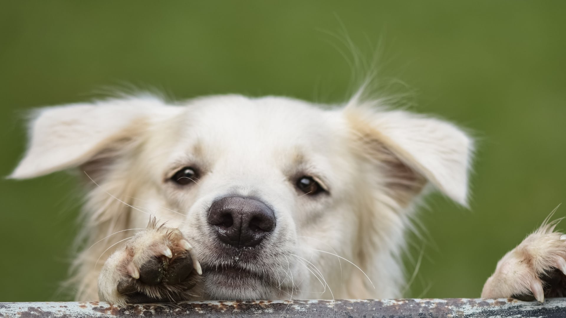 Existen pruebas para saber si un perro es zurdo o diestro.