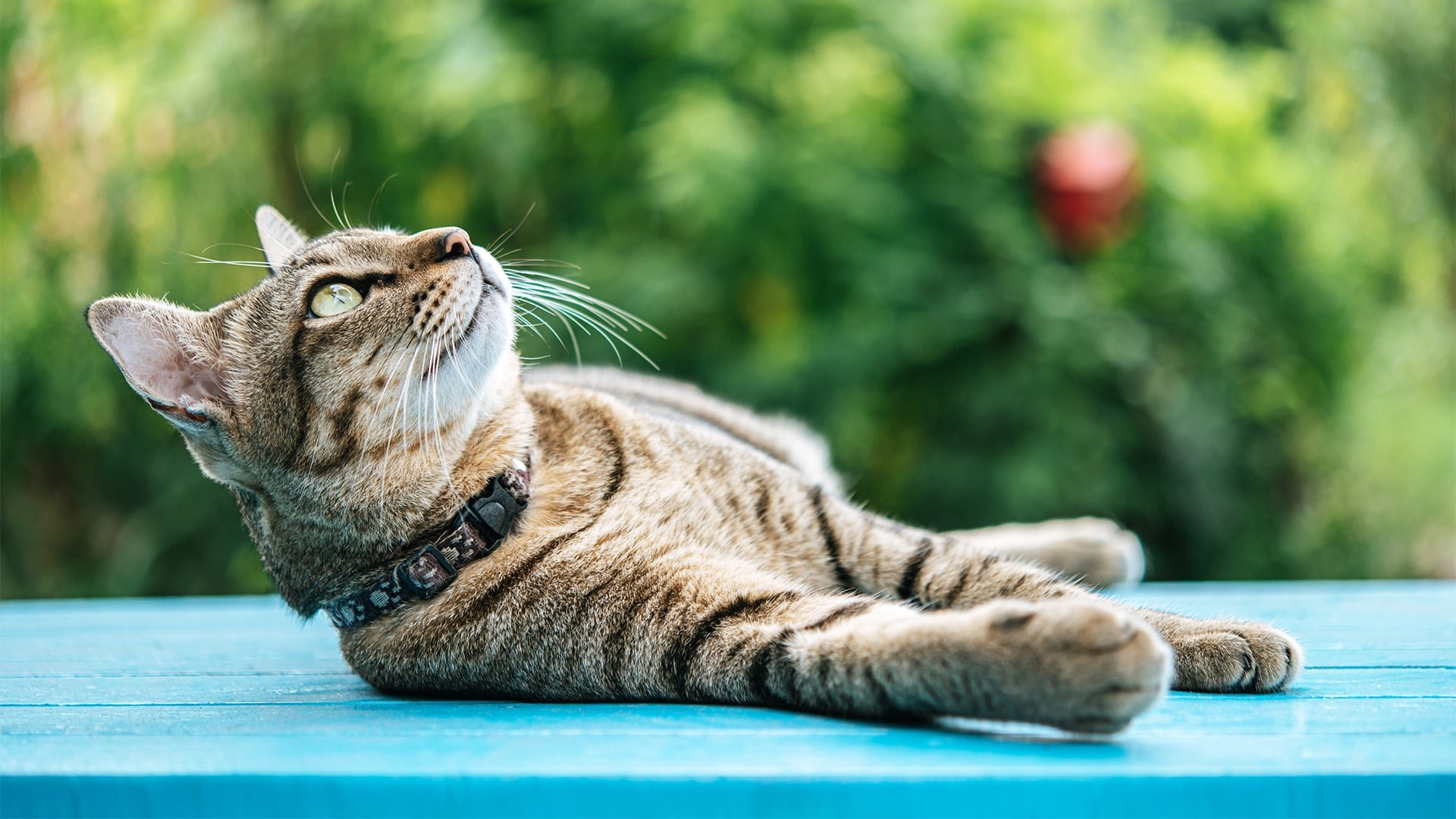 Los gatos tienden a dormir más horas en verano como mecanismo natural para conservar energía y evitar el calor