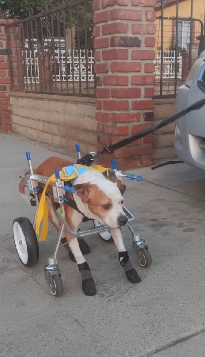 El apoyo inquebrantable de su familia conmovió a miles en TikTok. (TikTok: @.momomichi)