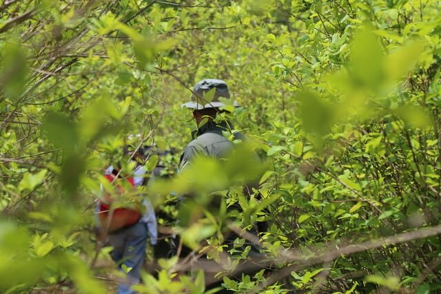 Putumayo, segunda región con mayor producción de coca en Colombia, enfrenta graves violaciones a los derechos humanos por parte de grupos armados - crédito Colprensa