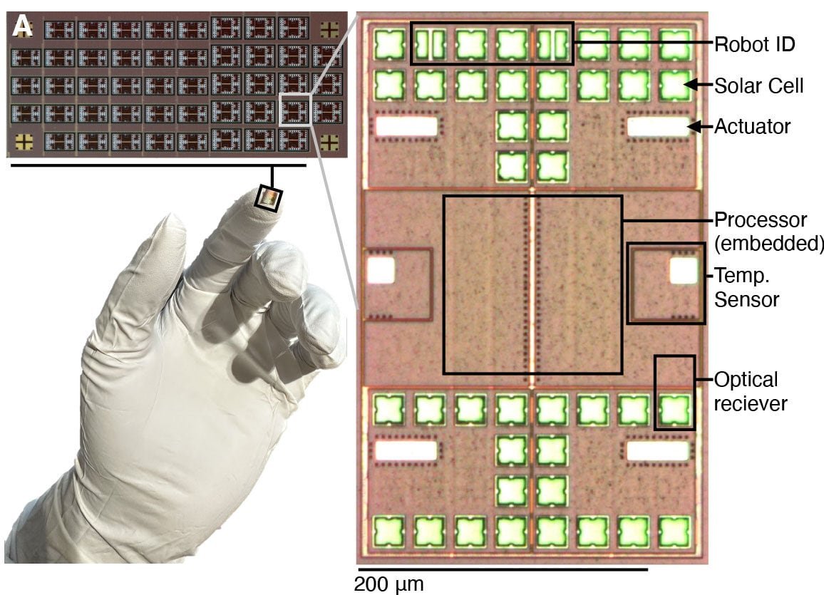 Capaces de nadar, detectar señales, procesar información y ejecutar tareas de forma autónoma, estos microrrobots prometen revolucionar la medicina, la manufactura y la investigación científica al operar en espacios diminutos hasta ahora inaccesibles
Créditos: University of Pennsylvania