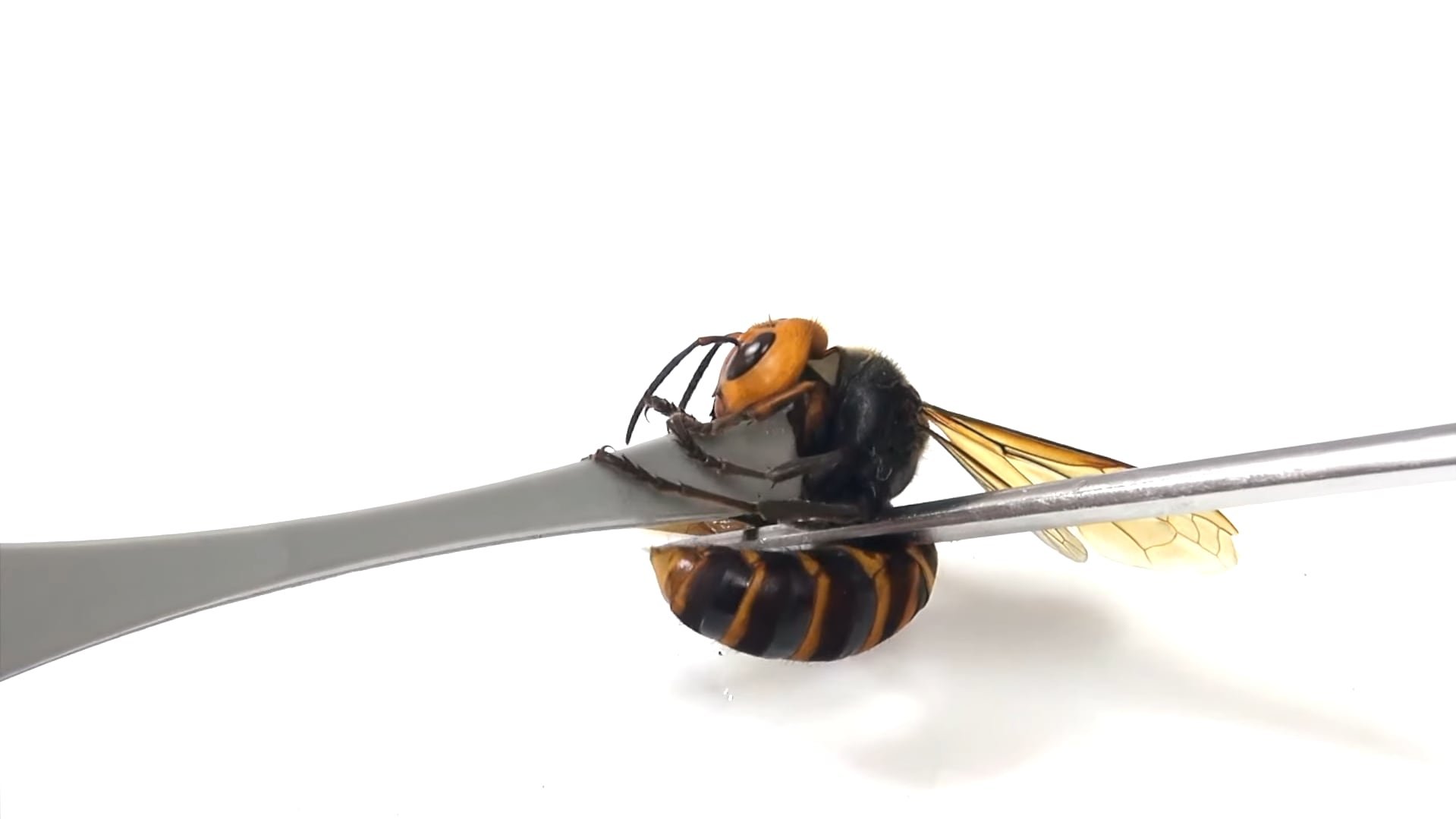 La avispa gigante del norte, famosa por su potente veneno y su capacidad para aniquilar colmenas de abejas, encuentra en la rana un inesperado depredador natural