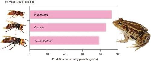 La tolerancia de algunos anfibios a toxinas mortales cuestiona las ideas previas sobre depredación y defensa, y podría tener implicancias médicas a futuro