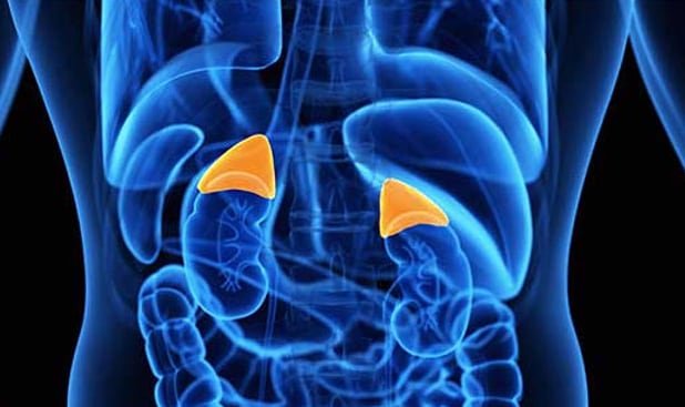 El cortisol es una hormona clave producida por las glándulas suprarrenales y vinculada al estrés y al metabolismo. (Noticiero Médico)