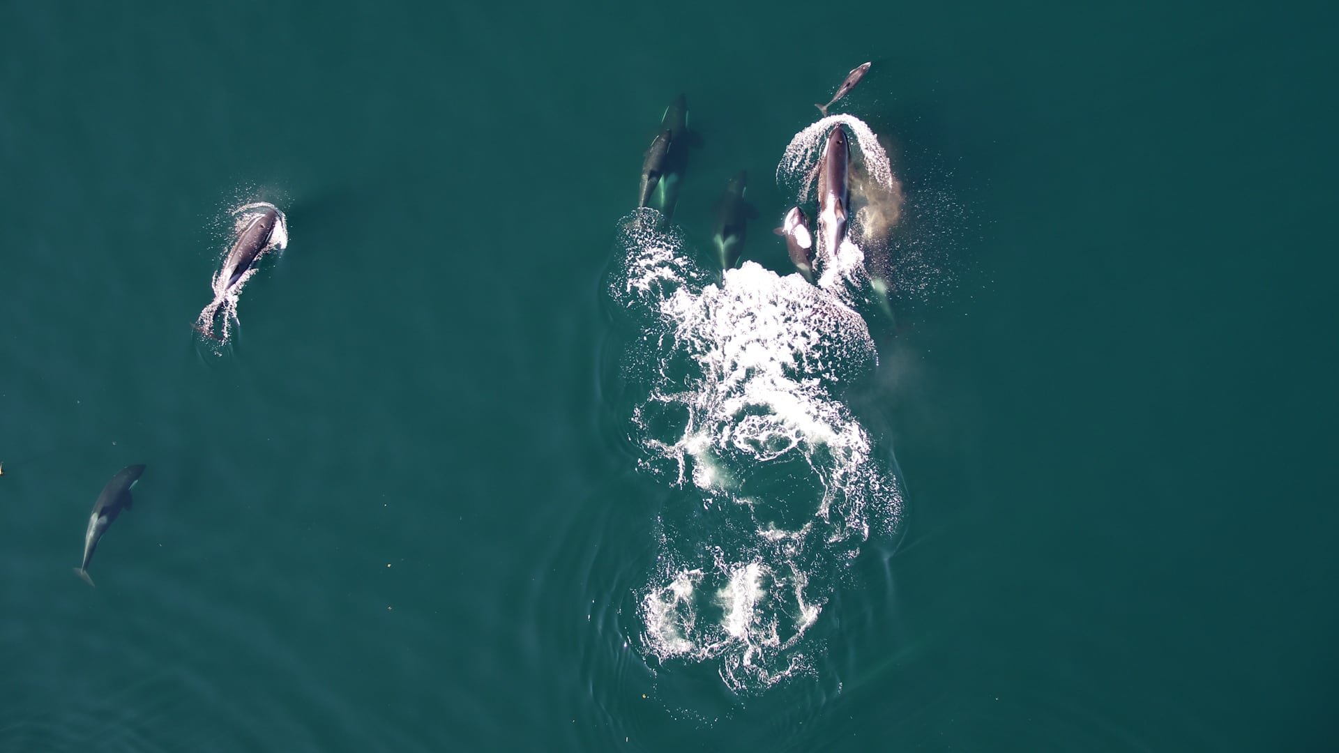 El estudio publicado en Scientific Reports documenta la cooperación inédita entre dos especies de cetáceos en Canadá/