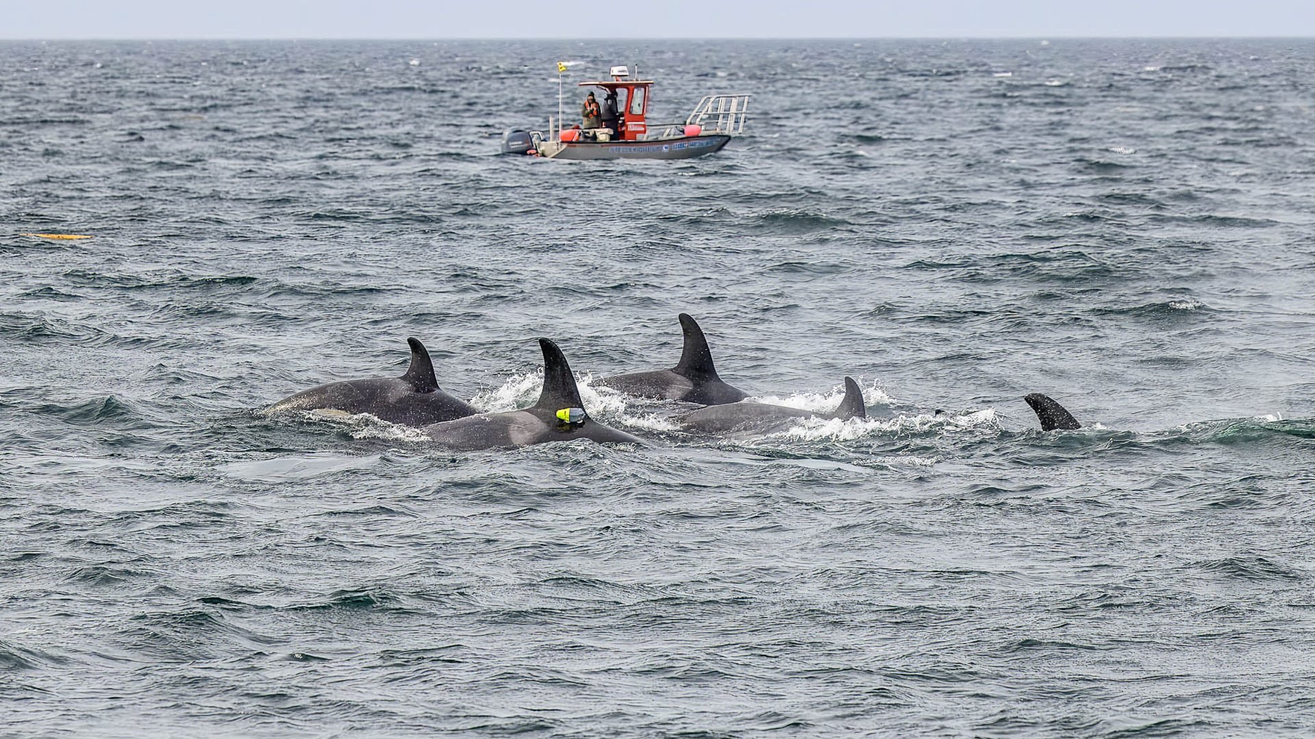 Cámaras y micrófonos captan cómo orcas siguen a delfines para localizar bancos de peces y optimizar la caza.