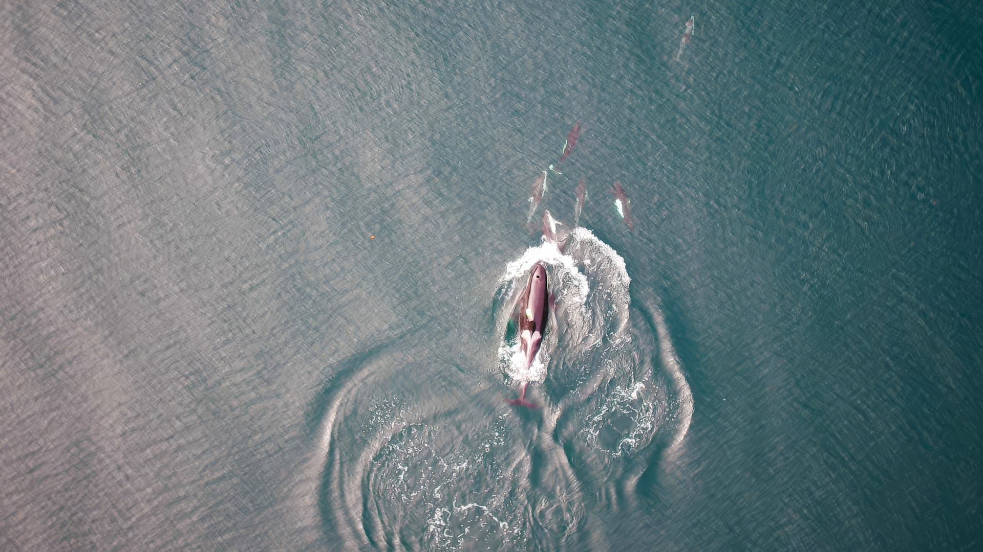 Los investigadores registraron 25 ocasiones en que las orcas modificaron su ruta para seguir a delfines durante la búsqueda de alimento