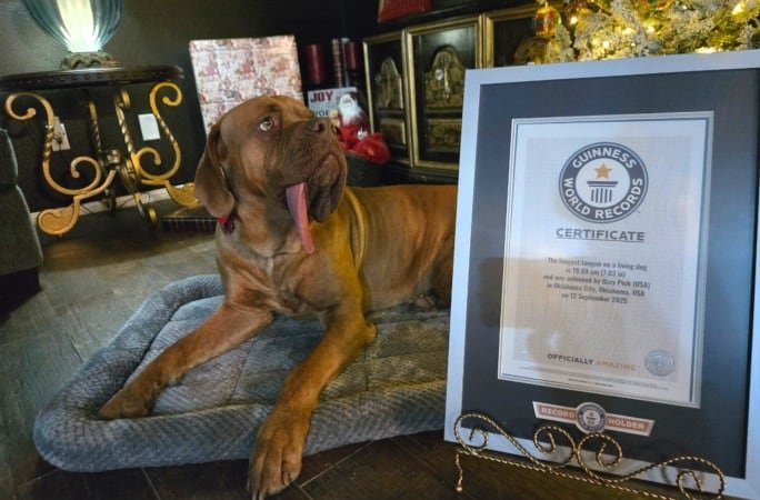 La medición oficial de la lengua de Ozzy se realizó durante una visita rutinaria al veterinario en Oklahoma City (Créditos: Guinness World Records)