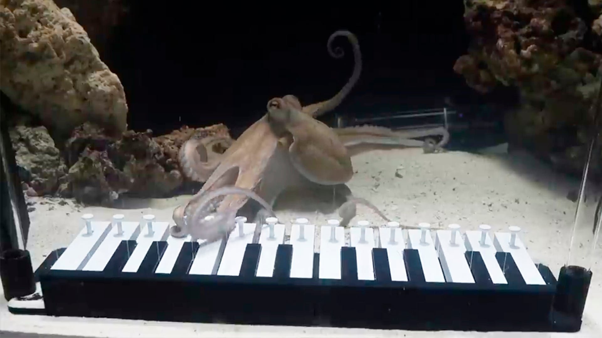 El pulpo 'Tako' aprendió a tocar el piano bajo la tutela de un youtuber sueco. (YT: Mattias Krantz)
