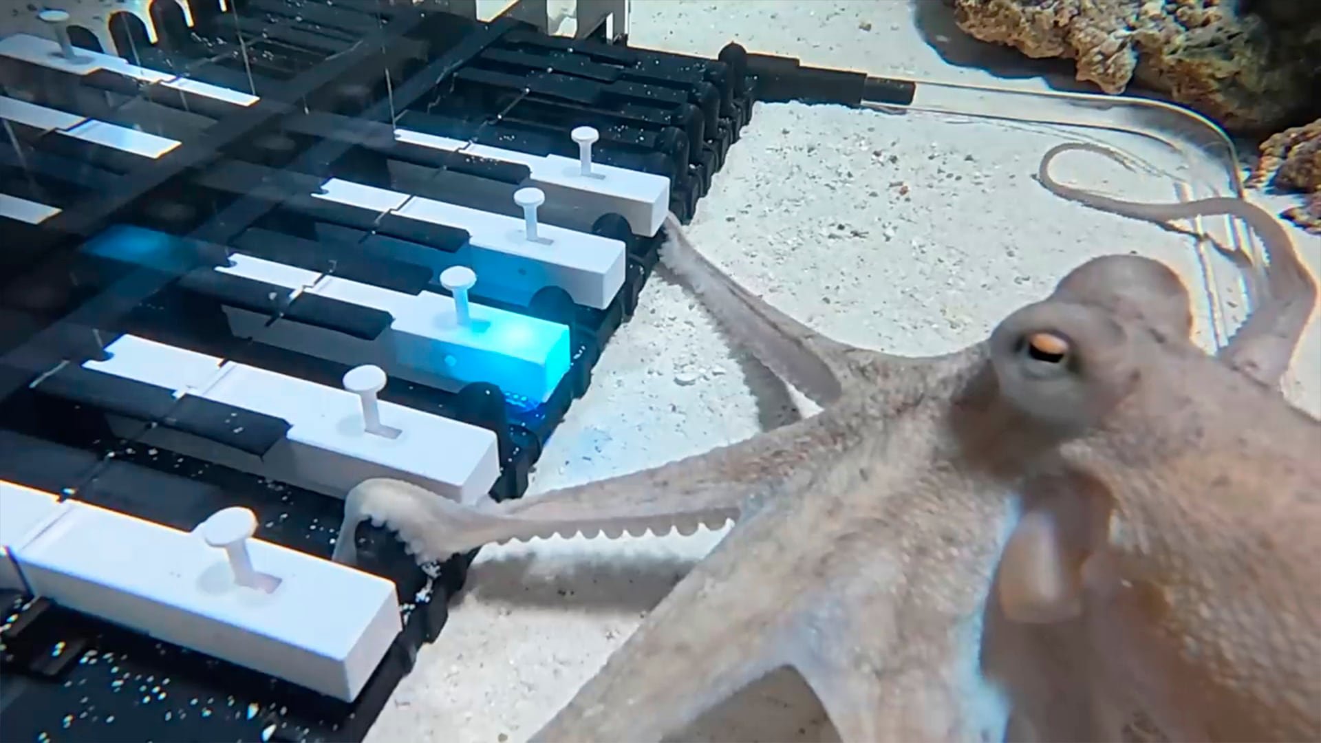 La perseverancia y la creatividad del músico sueco lograron que el animal marino descubriera el arte. (YT: Mattias Krantz)