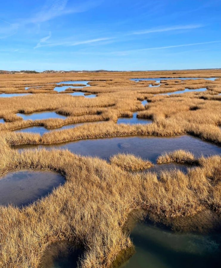 Estos ecosistemas funcionan como sumideros de carbono y barreras naturales frente al aumento del nivel del mar (University of Rhode Island/Erin Peck)