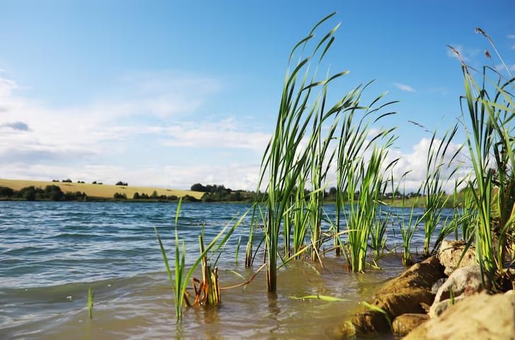 El análisis de más de 23.000 sedimentos, a cargo de un equipo diverso, reveló resultados que afectan la estimación global del carbono azul (Freepik)