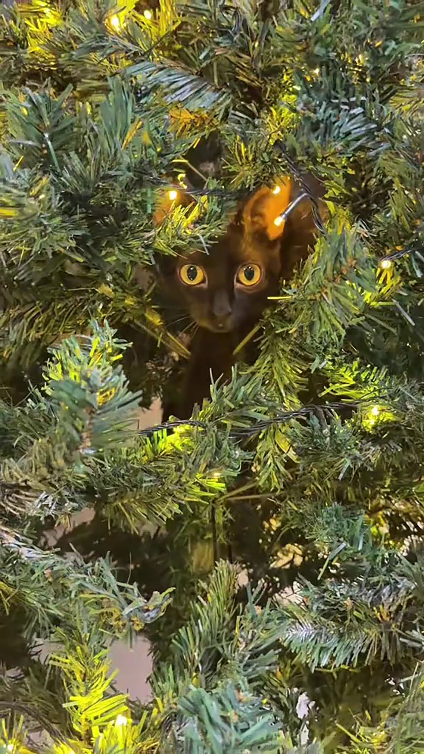 El video superó las 34 millones de reproducciones en cinco días y se convirtió en fenómeno viral en TikTok