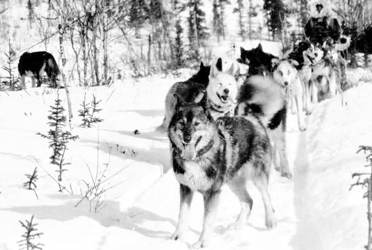 Un musher y sus perros (Créditos: Sigrid Seppala Hanks Collection, Carrie M. McLain Memorial Museum)