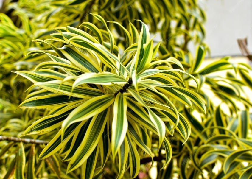 La drácena limón destaca como planta resistente y vistosa, ideal tanto para principiantes como para viajeros frecuentes (Freepik)