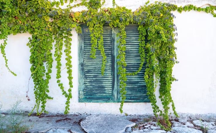 Las plantas y enredaderas crean barreras verdes naturales que limitan el ingreso del calor y refrescan los espacios interiores y exteriores (Freepik)