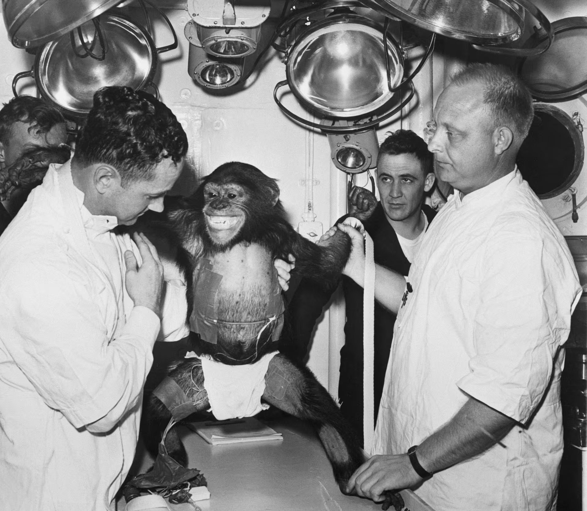 Los médicos examinan al chimpancé Ham después de su vuelo espacial en 1961 (Bettmann)