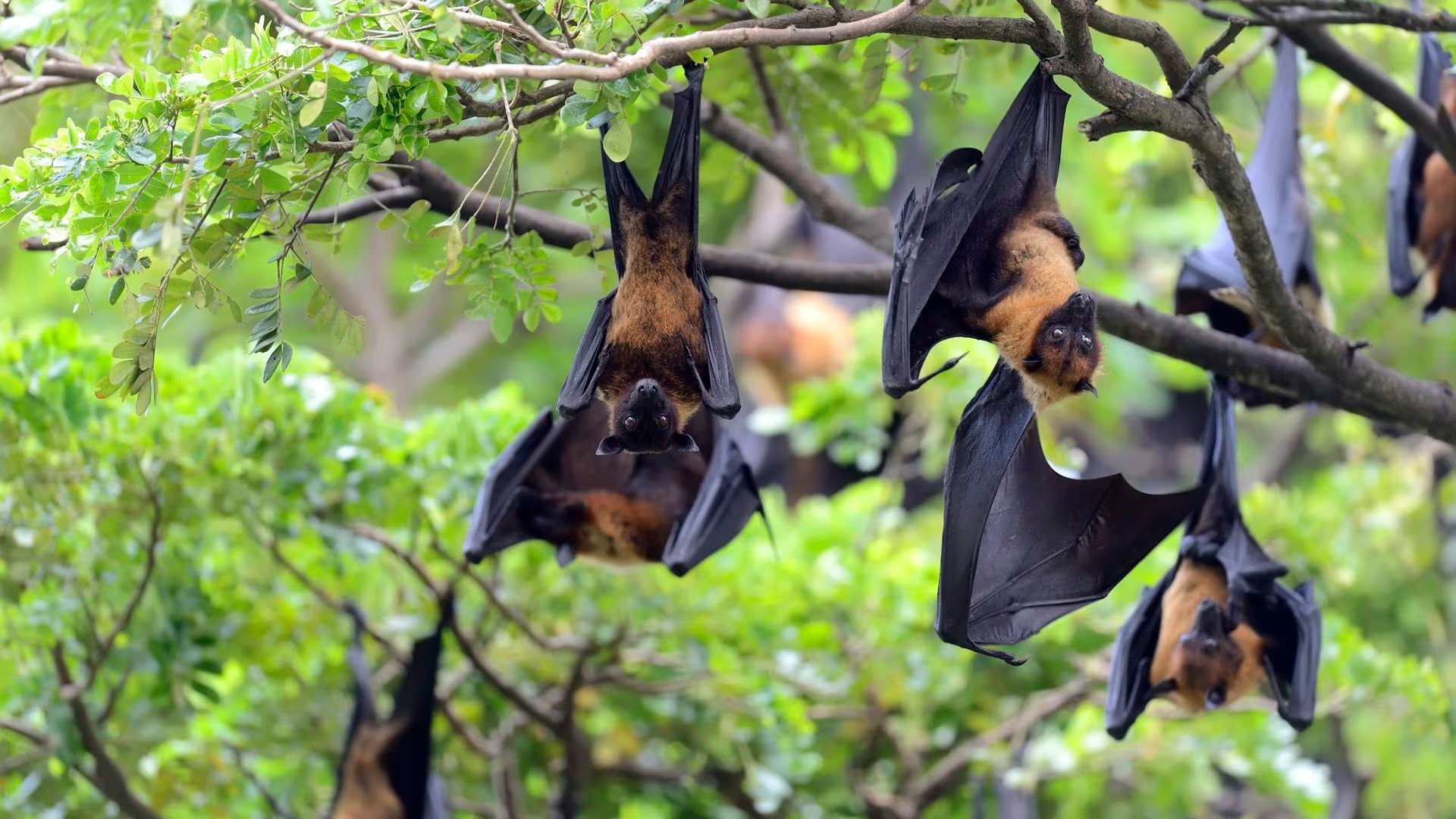 El primer brote de Nipah en 2024 afecta a personal sanitario del hospital privado Narayana Multispecialty, generando preocupación local y nacional (news-room)