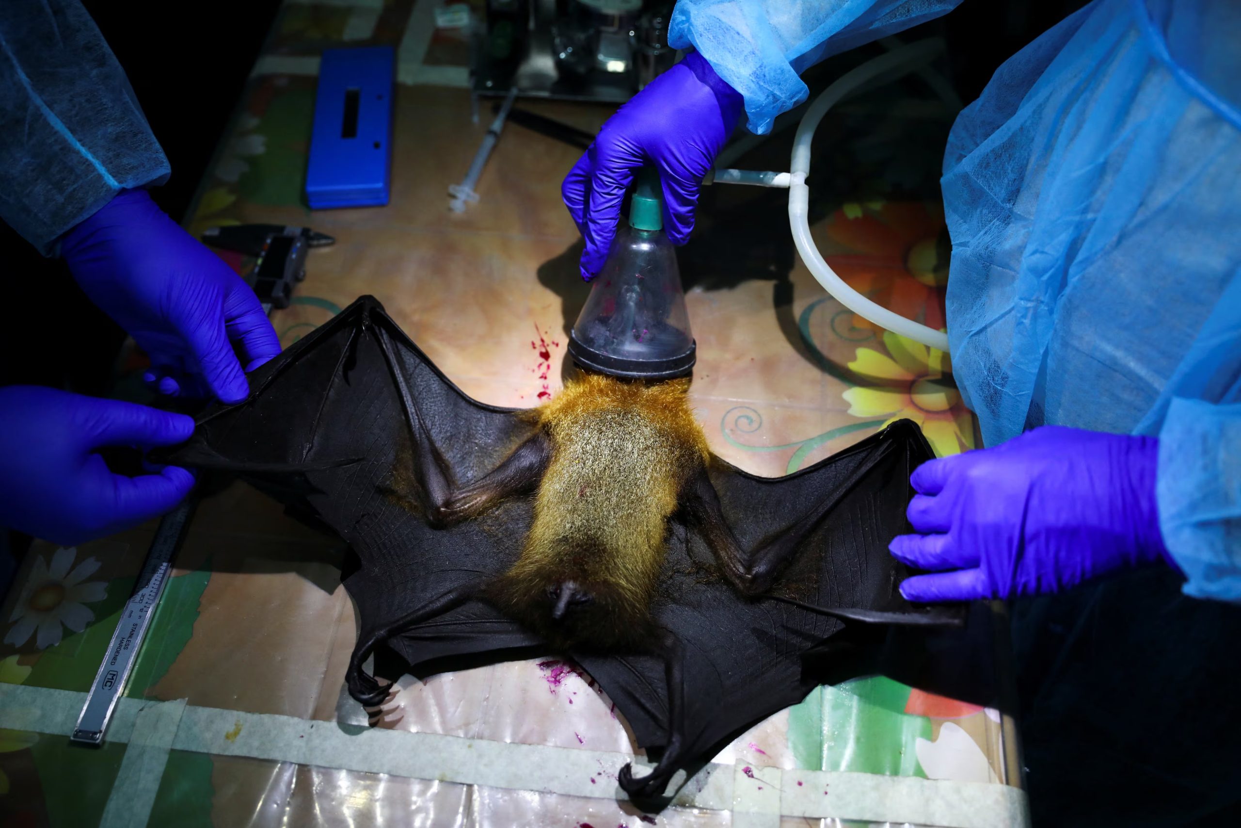 Una enfermera infectada por Nipah permanece en estado crítico y en coma, mientras se aíslan contactos y se refuerzan medidas de vigilancia (REUTERS/Mohammad Ponir Hossain)
