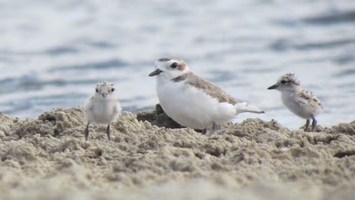 Especies de aves playeras utilizan la costa peruana como punto clave en su ruta migratoria. Foto: SERNANP