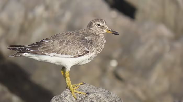 Las aves playeras dependen de humedales costeros para descansar y alimentarse durante su migración anual. Foto: SERNANP