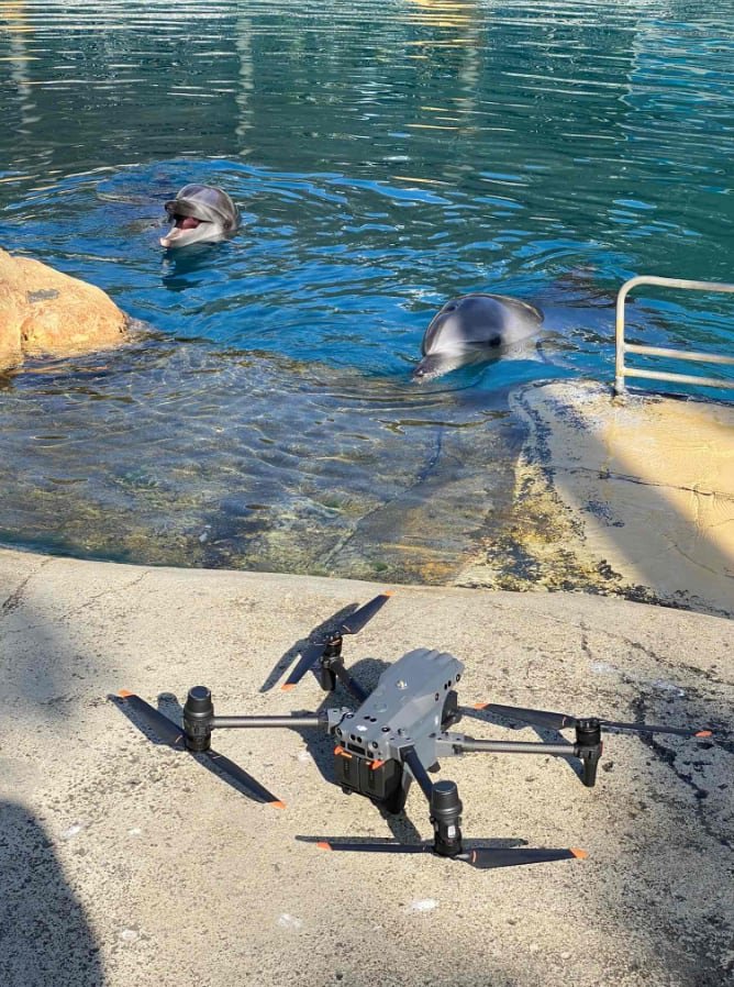 La incorporación de drones equipados con cámaras térmicas facilita la recolección de datos fisiológicos en cetáceos de manera rápida y remota (CEBEL/Flinders University)