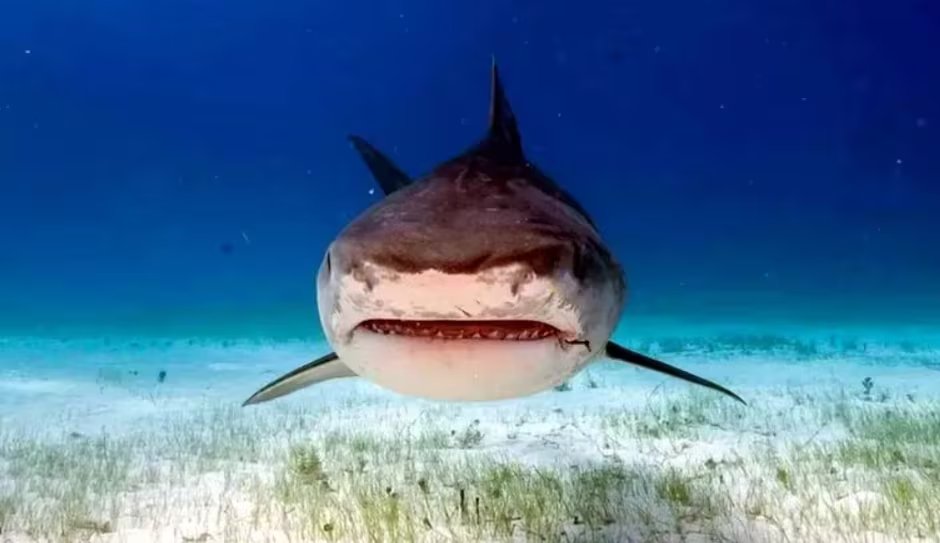 Tras el parto, las hembras adultas de tiburón tigre incrementan su actividad de caza, aumentando el riesgo de encuentros con humanos (EFE)