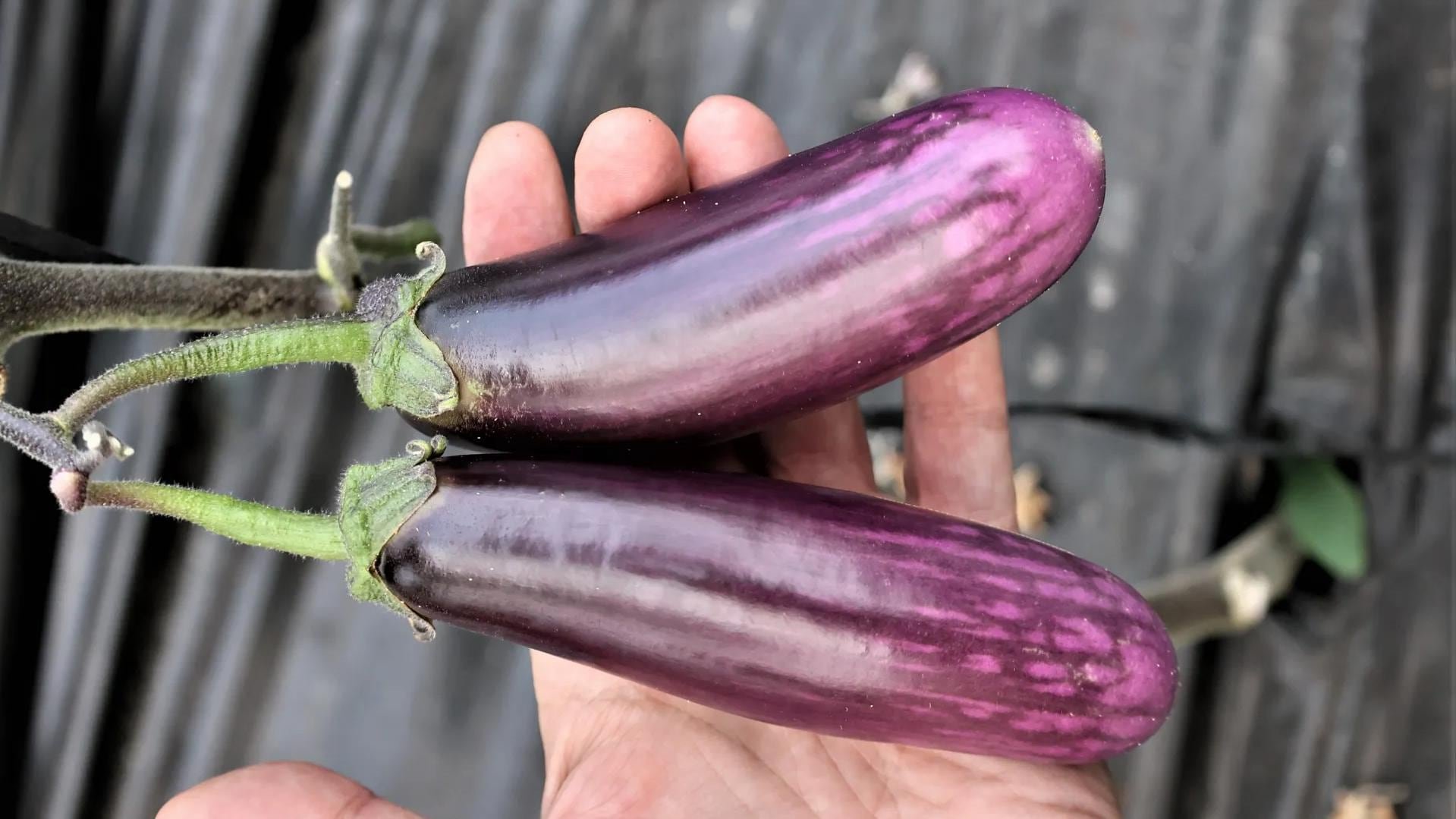 Gracias a su efecto diurético, la berenjena apoya el funcionamiento de los riñones y facilita la eliminación natural de toxinas. - (Universidad de Granada)