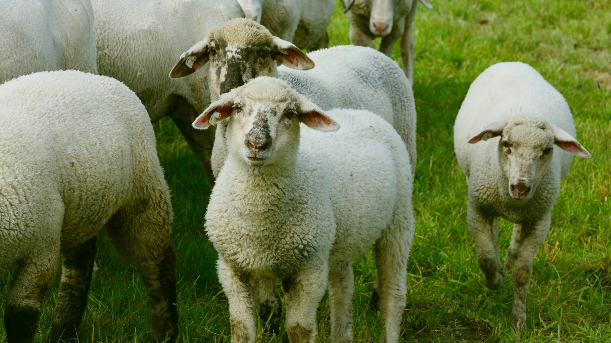 La brucelosis puede afectar a ganado vacuno, ovinos, caprinos (Pexels)