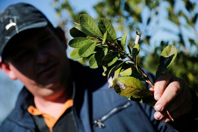 El modelo de biorefinería del IBAM promueve la economía circular al transformar residuos agroindustriales en energía y productos de valor agregado (REUTERS/César Olmedo)