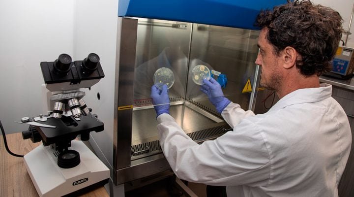 Paulo Maffía analizando amicroorganismos resistentes en una cabina de seguridad biológica (Juan Canella / Universidad Nacional de Hurlingham)