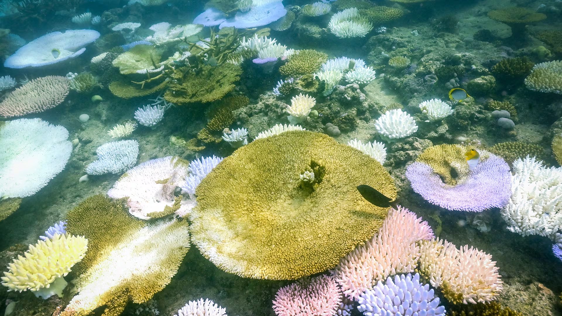 Los aerosoles de sulfato generados por barcos actuaban como un escudo solar, protegiendo a los corales de la radiación más intensa (DAVID GRAY / AFP)