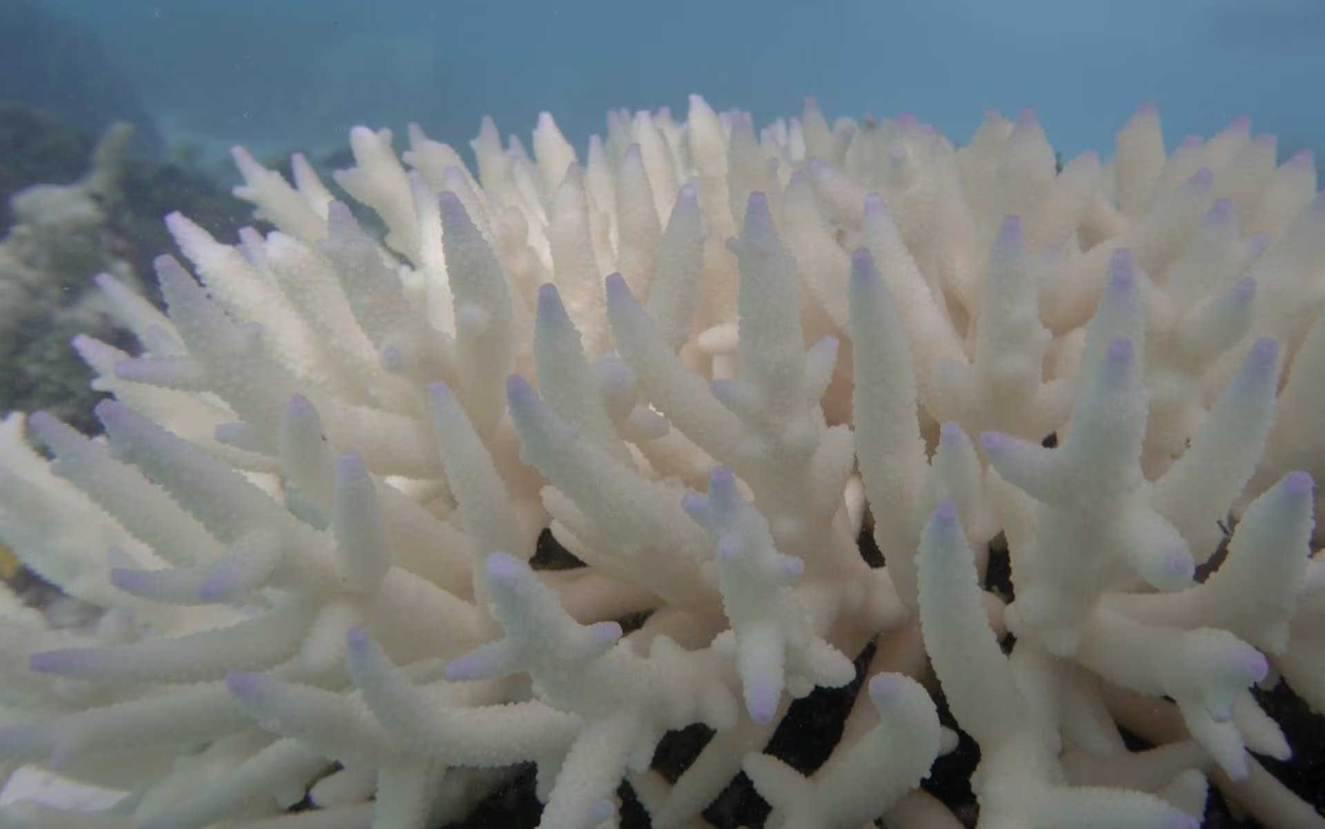 Seis eventos de blanqueamiento masivo ocurrieron en la Gran Barrera de Coral en los últimos ocho años, una cifra alarmante para la biodiversidad (UNIVERSIDAD DE WOLLONGONG)
