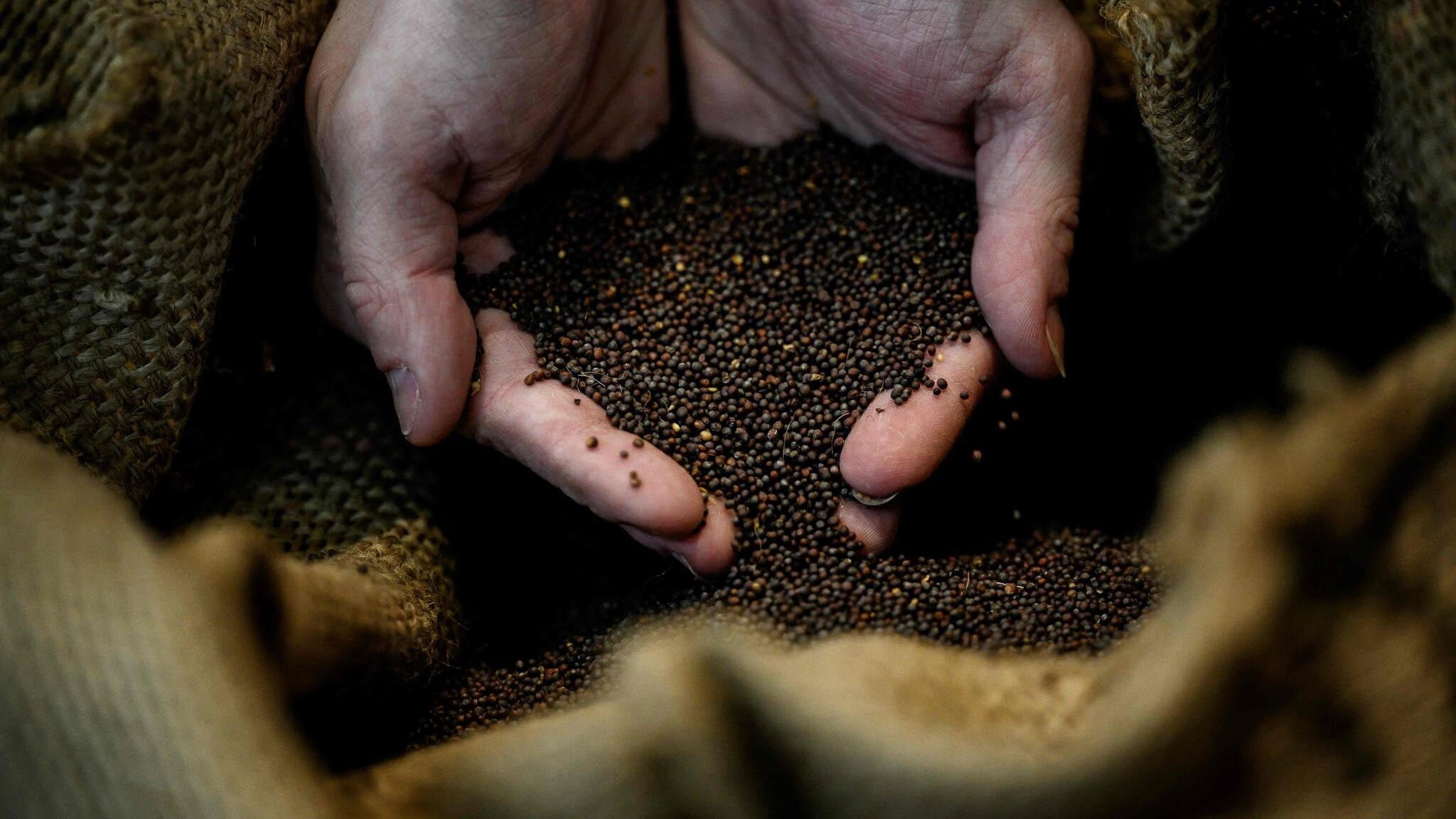 Beneficios nutricionales de los granos o semillas de mostaza