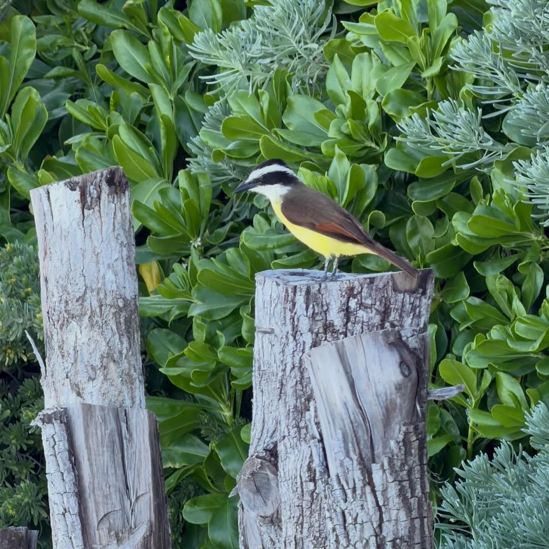 La inclusión de una foto de un benteveo, ave asociada popularmente al embarazo, incrementó los comentarios sobre el posible estado de Tini Stoessel