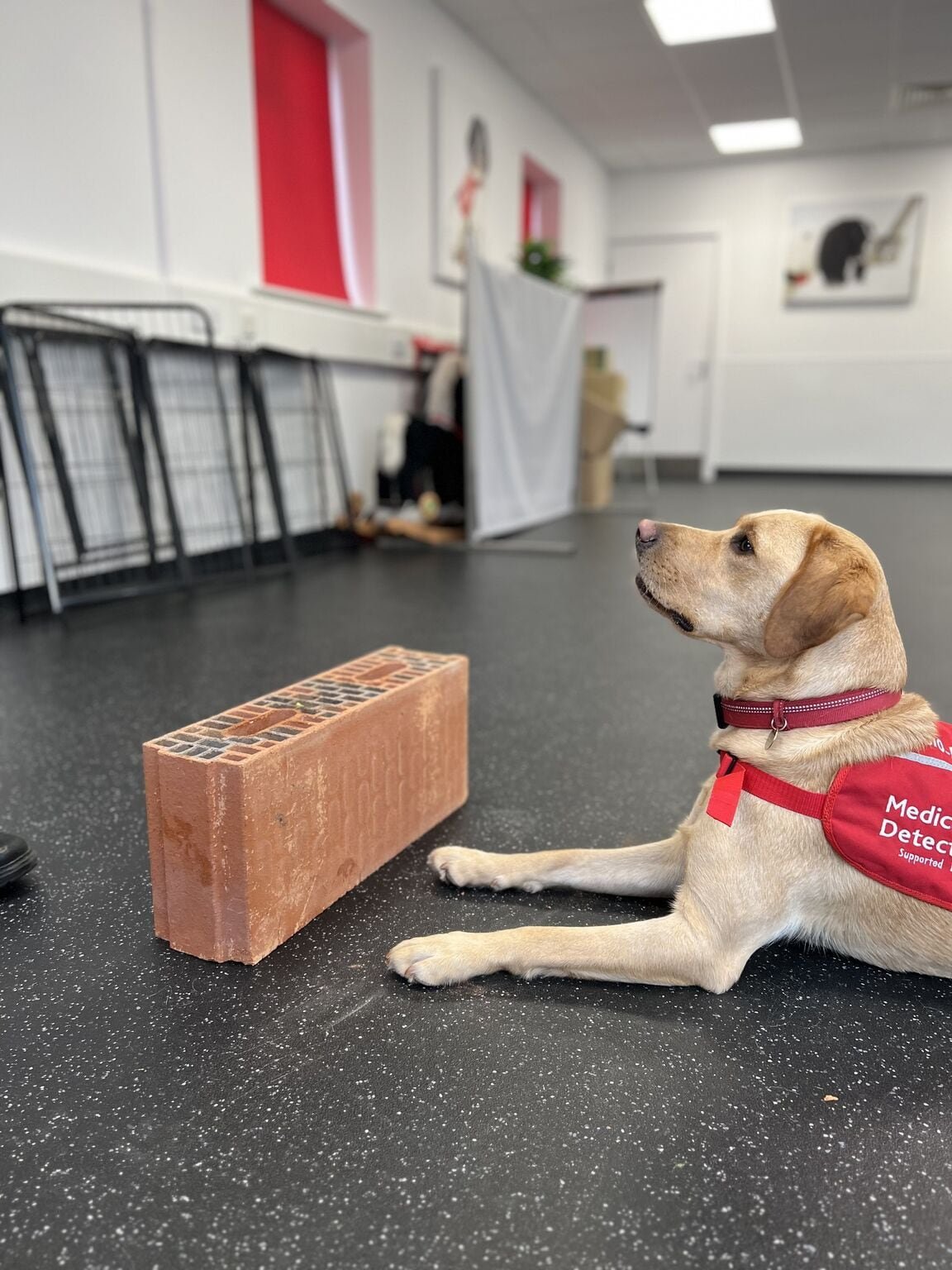 Chilli, el perro que ayuda a cambiar diagnósticos médicos en pacientes vulnerables | Medical Detection Dogs