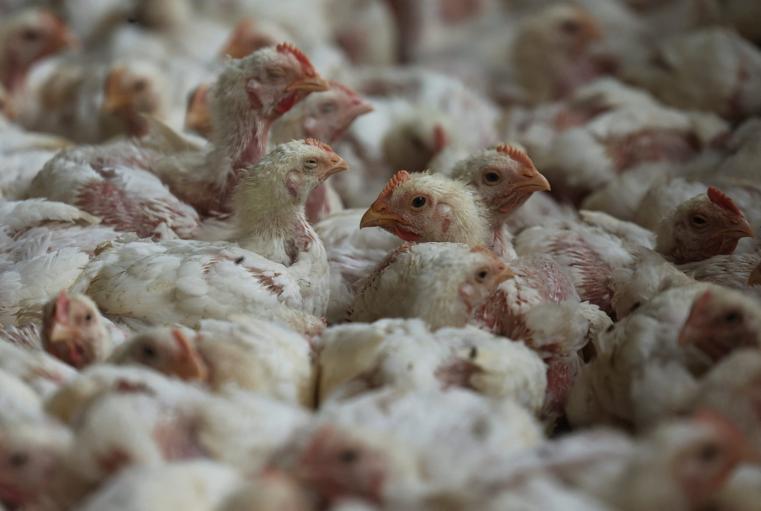 La domesticación del pollo involucró diversas especies, como el gallo rojo, el gallo verde y el gallo gris, que aportaron variedad genética (REUTERS/Francis Mascarenhas)