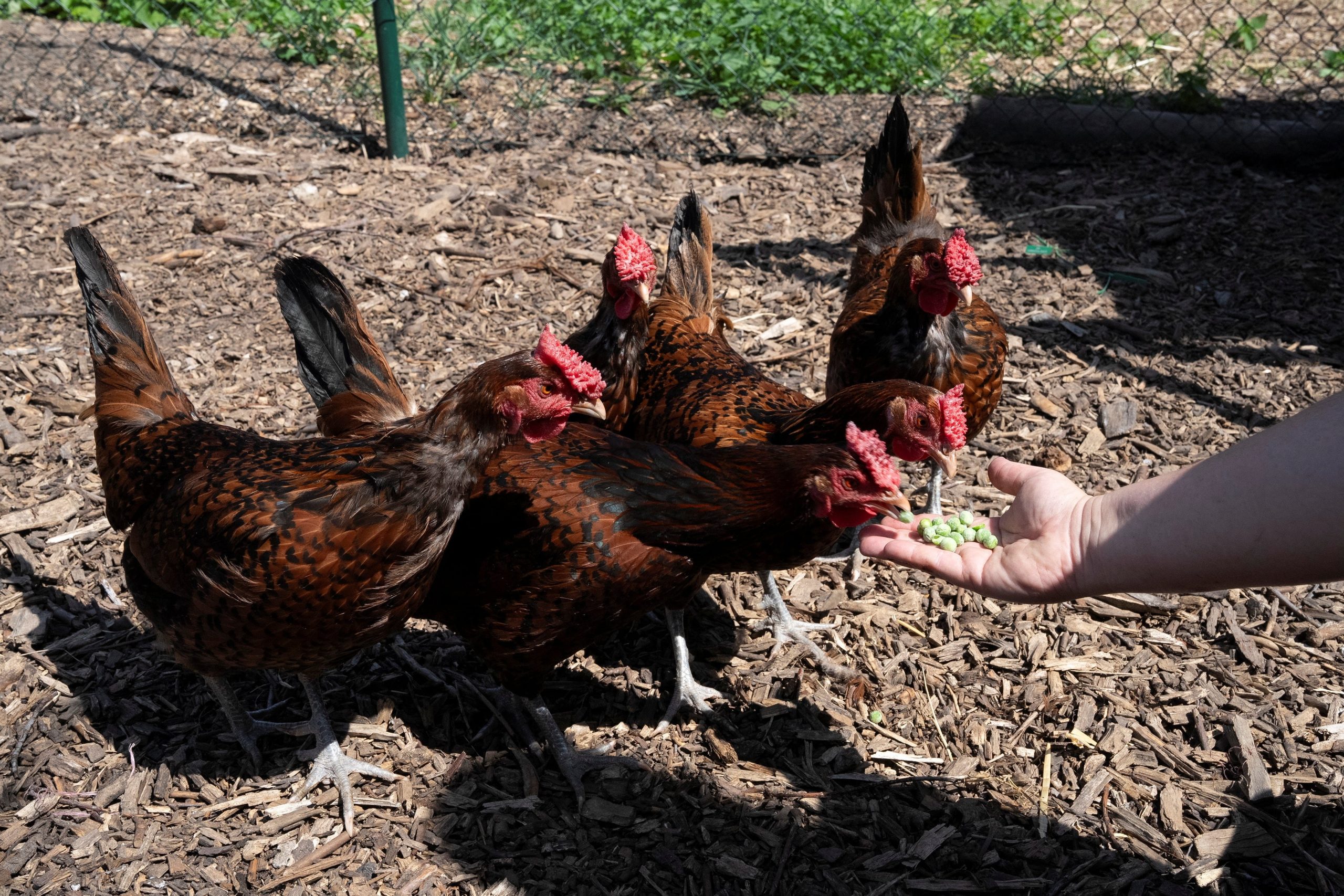 El pollo fue el primer ave con el genoma secuenciado, facilitando la investigación genética y optimizando la producción moderna en la agricultura y la biología evolutiva (REUTERS/Carlos Jasso)