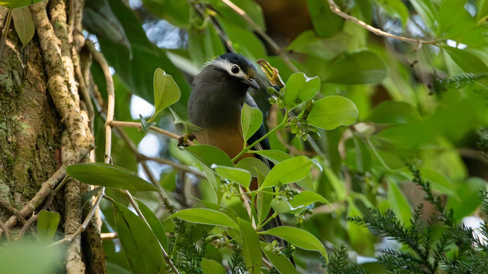 El ave sibia de Formosa visita las flores cortas y anchas de Aeschynanthus acuminatus en Xitou, Taiwán central; el polen es visible en su frente (Jing-Yi Lu)