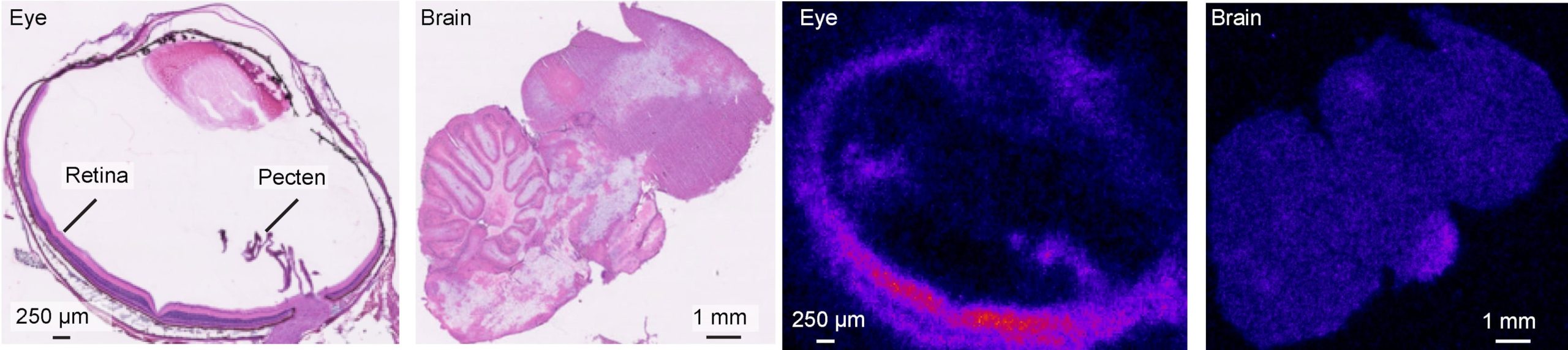 Los científicos confirman que el pecten oculi no transporta oxígeno a la retina del ave, sino que mueve azúcar hacia ella y elimina lactato (Aarhus University)