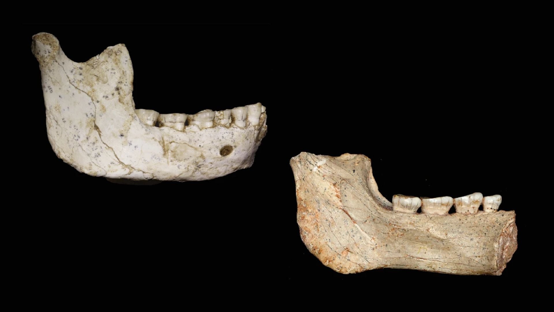 Una mandíbula de los homínidos de ThI-GH encontrados (Nature)