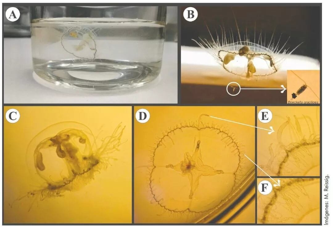 El hallazgo corresponde a la especie Craspedacusta sowerbii, originaria del río Yangtsé, China, y representa el registro más austral en Argentina