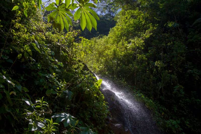 El norte de los Andes y el oeste amazónico muestran un aumento de especies arbóreas, lo que los posiciona como posibles refugios climáticos./ REUTERS/Enrique Castro-Mendivil