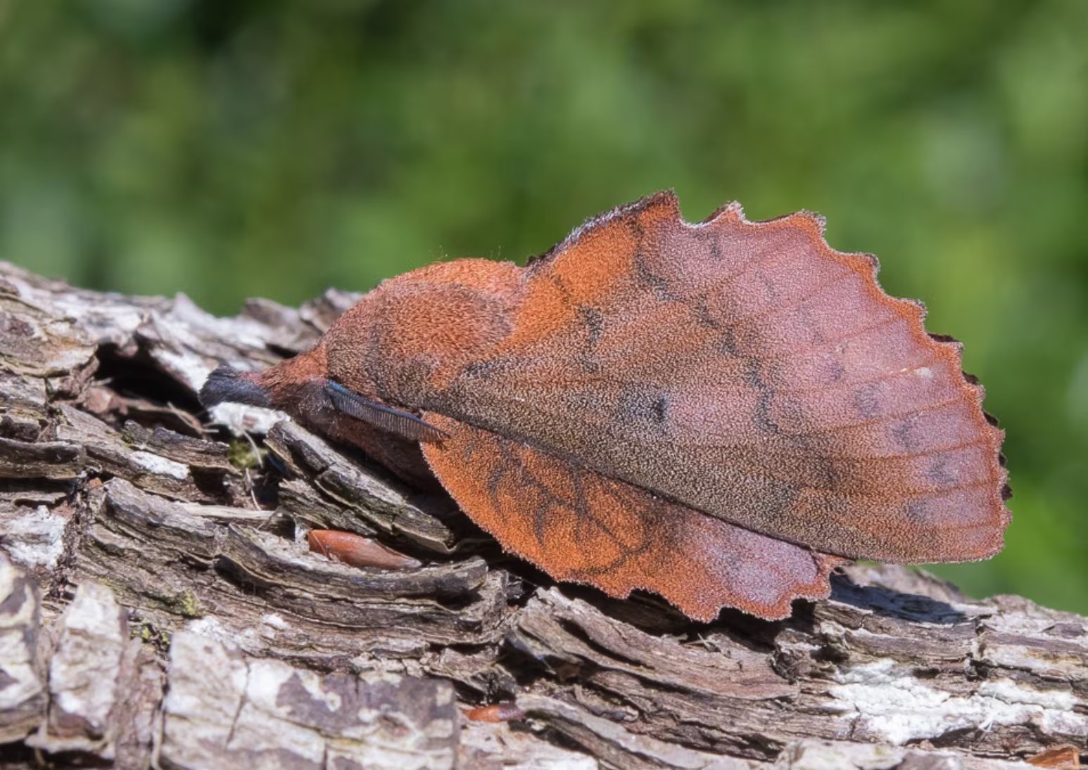 Las larvas de Gastropacha quercifolia se mimetizan con la corteza de los árboles, aparecen entre septiembre y junio y pasan el invierno ocultas (Bélgica, LX, Nassogne, 2019-06-27, Adulto. © Steeman Chris)