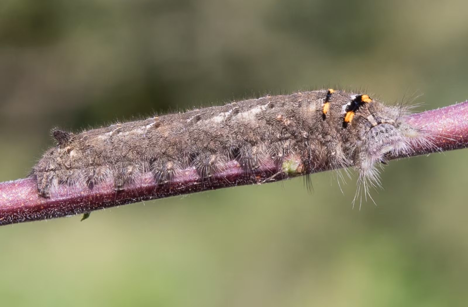 La presencia de Gastropacha quercifolia indica la buena salud de los ecosistemas forestales y contribuye al equilibrio de la biodiversidad local (Bélgica, NA, Wavreille, 23 de septiembre de 2017. © Steeman Chris)