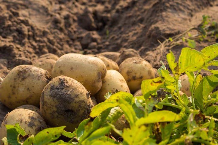 La papa noruega, más allá del consumo alimentario, ahora contribuye a reducir la huella de carbono en la industria del envasado (Freepik)